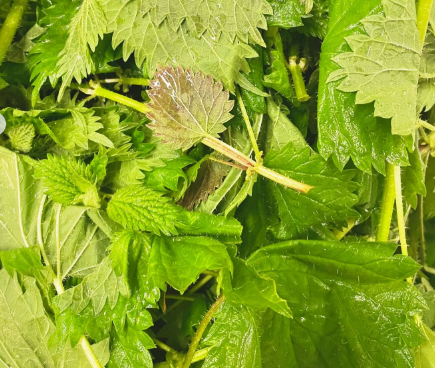 How a Beer is Born, Part One: Stinging Nettle Stout!
